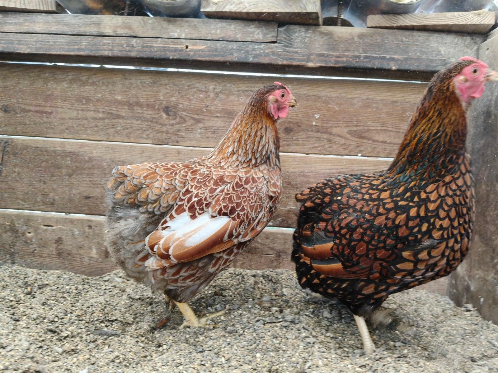 Wyandotte kriel hennen, Dieren en Toebehoren, Pluimvee, Kip, Vrouwelijk