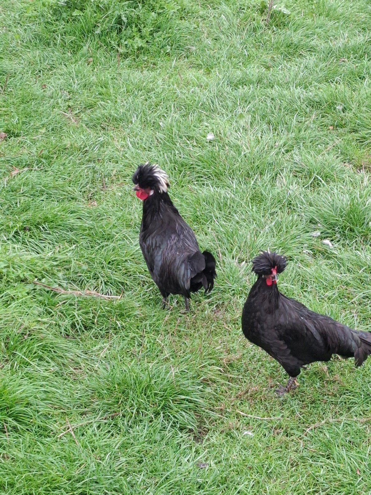 2 kuifhoen haantjes. Mogen ook apart weg!, Mannelijk, Kip