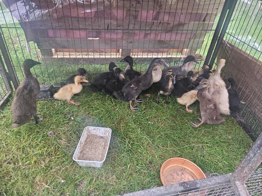 Jonge loopeendjes!, Meerdere dieren, Eend