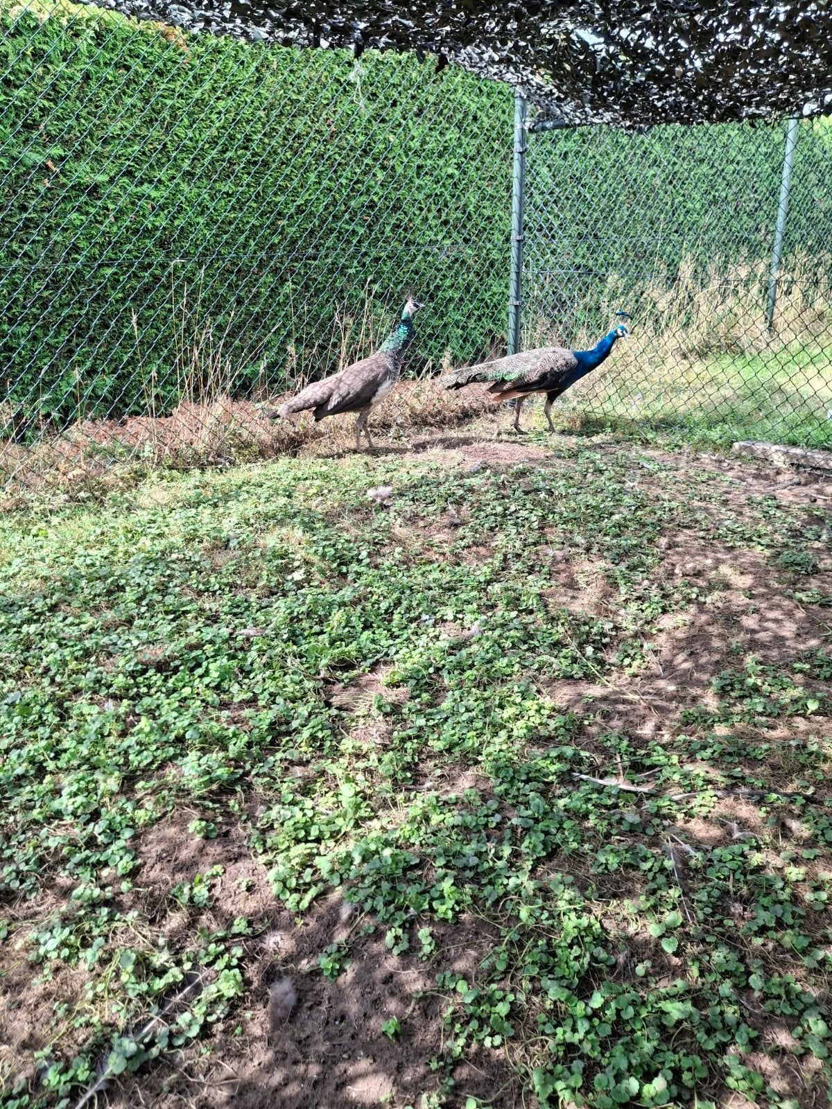 te koop blauwe pauwen, haan en hen, broed 2025, Meerdere dieren, Overige soorten