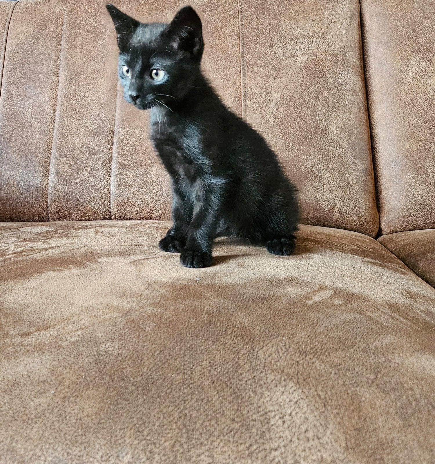 Katertje van 8 weken, Kater