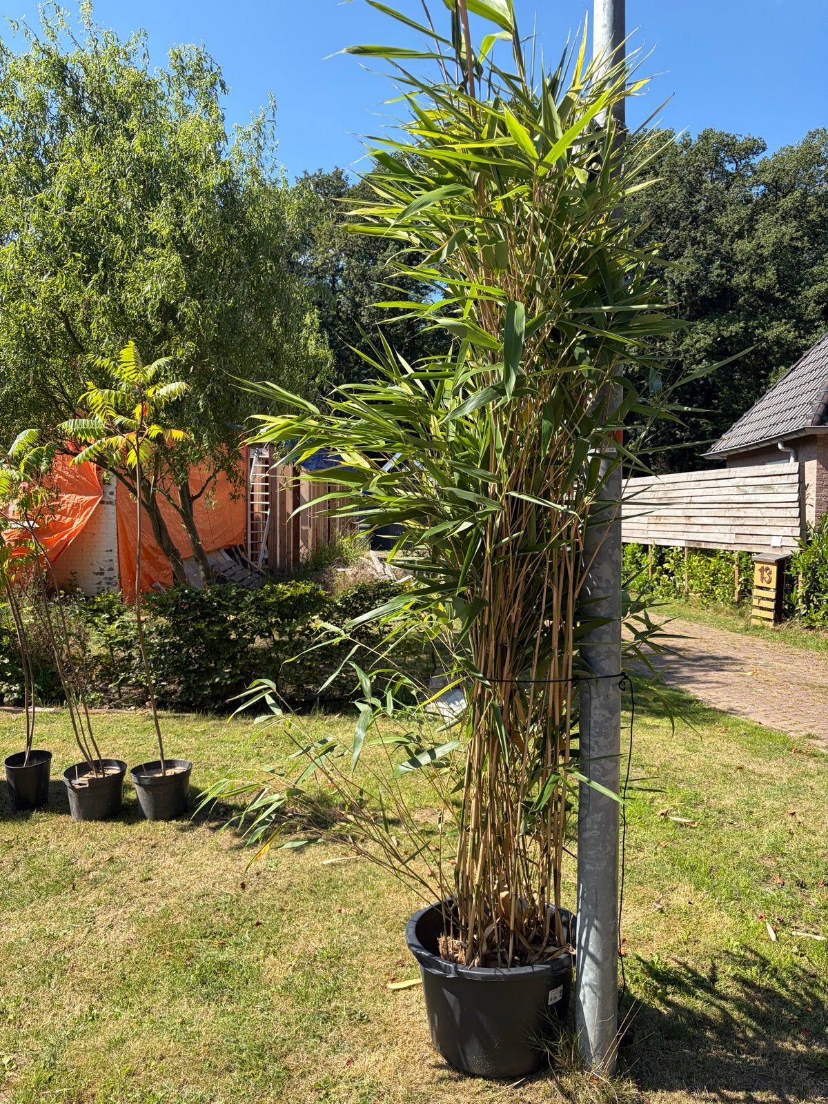 Grote bamboeplanten, Volle zon, Vaste plant, Bloeit niet, Ophalen