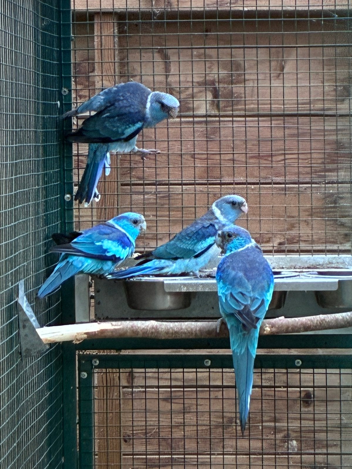Jonge Blauwe Barnard 2026, Meerdere dieren, Parkiet, Geringd