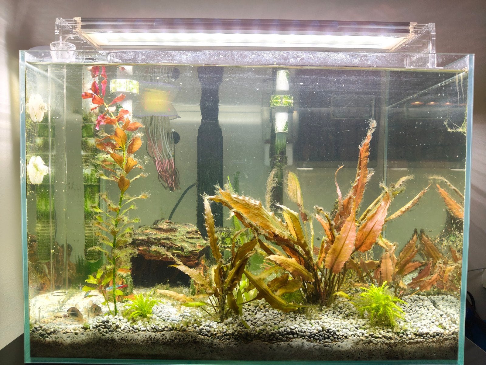 Aquarium 60L incl. 2x watervalfilters, lamp en toebehoren, Ophalen, Inclusief vissen, Gebruikt, Gevuld zoetwateraquarium