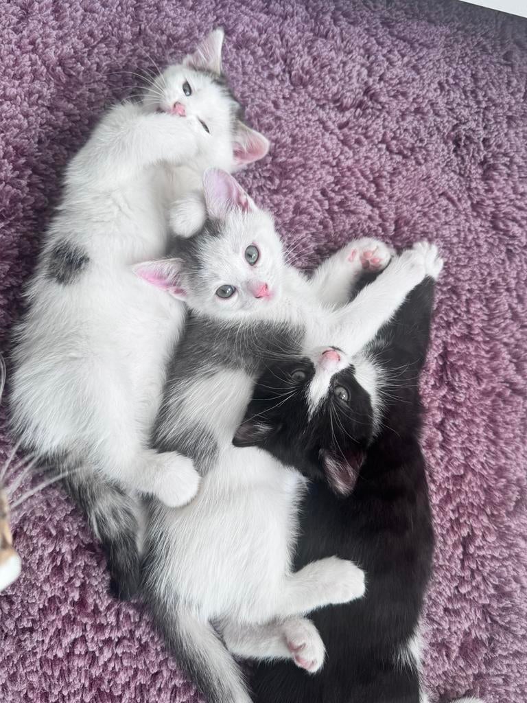Schattige kittens, Meerdere dieren, Ontwormd, 0 tot 2 jaar