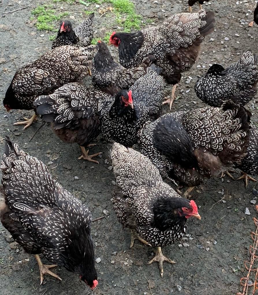 Barnevelder dubbel gezoomd kriel, Dieren en Toebehoren, Pluimvee, Meerdere dieren, Kip