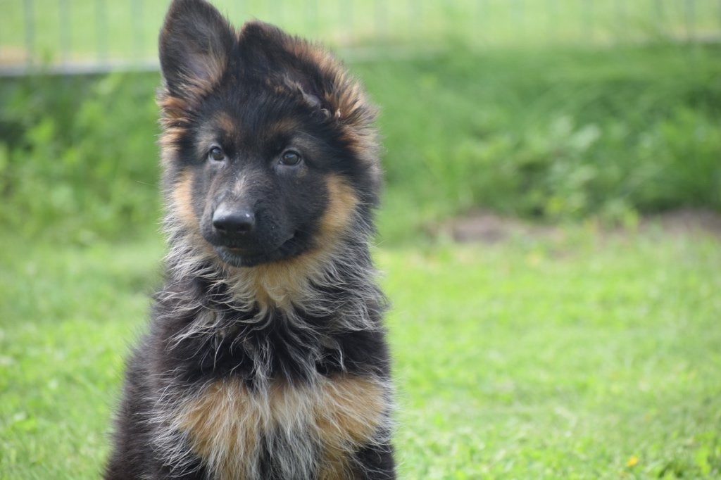 Prachtige Duitse herder pups, 15 weken tot 1 jaar, Buitenland, Parvo, Meerdere