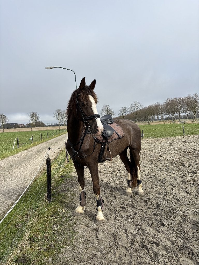 Mooie tuiger (Kapitaal x Cizandro), Dieren en Toebehoren, Merrie, Met stamboom, 7 tot 10 jaar, 160 tot 165 cm