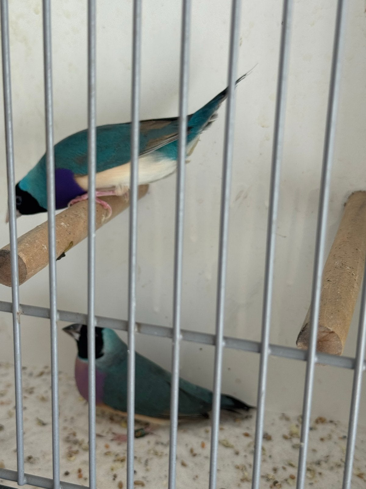 Blauwe gouldamadine koppel, Meerdere dieren, Geringd