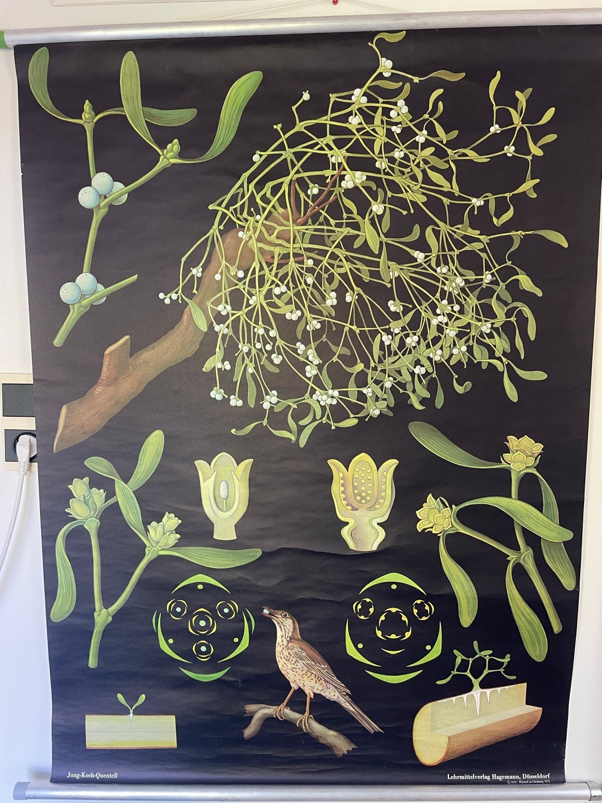 Schoolplaat Maretak door Jung-Koch-Quentell, Antiek en Kunst, Antiek | Schoolplaten, Ophalen of Verzenden, Natuur en Biologie