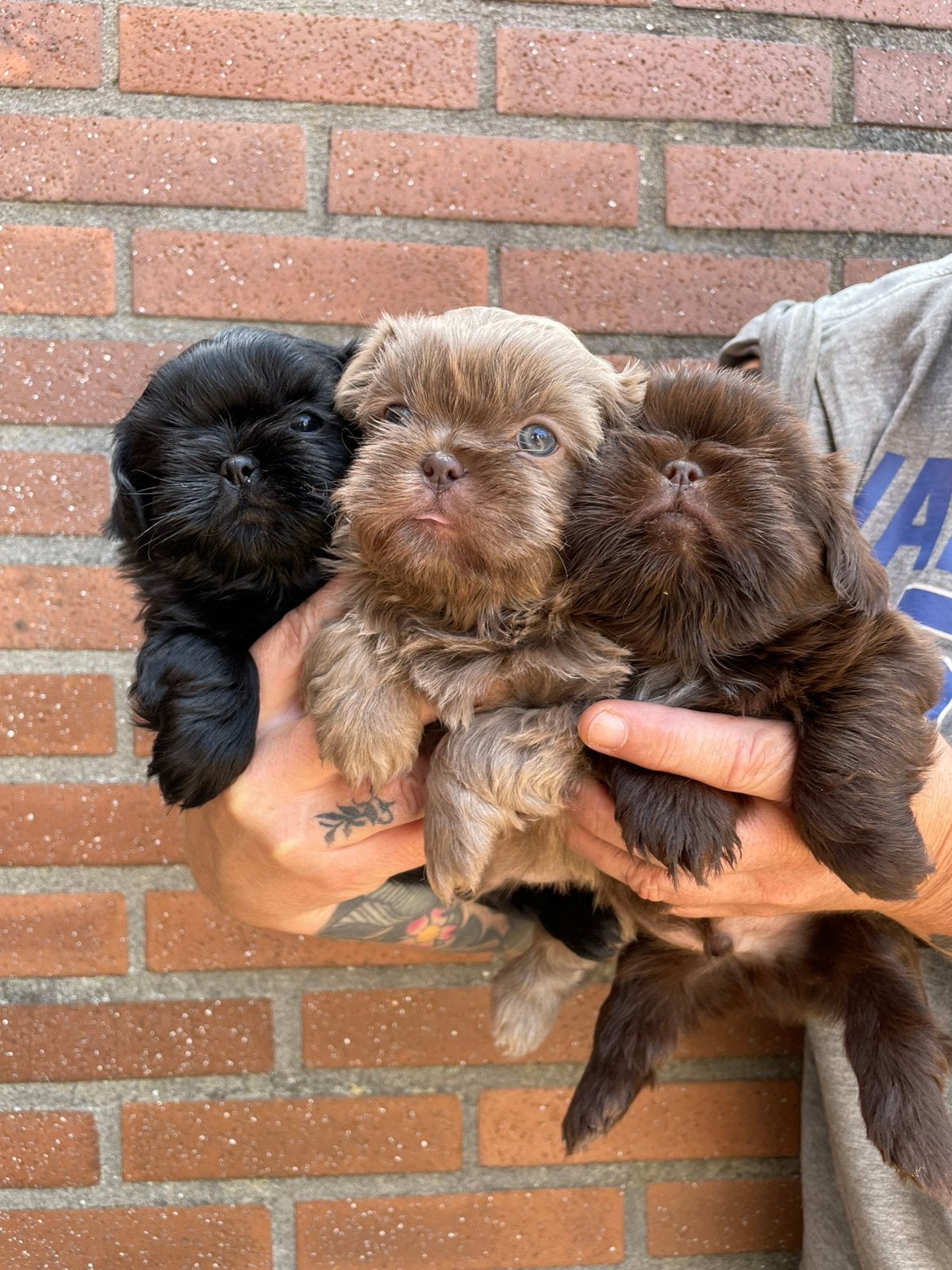 Shih tzu pups, Meerdere, Nederland, Particulier, Reu