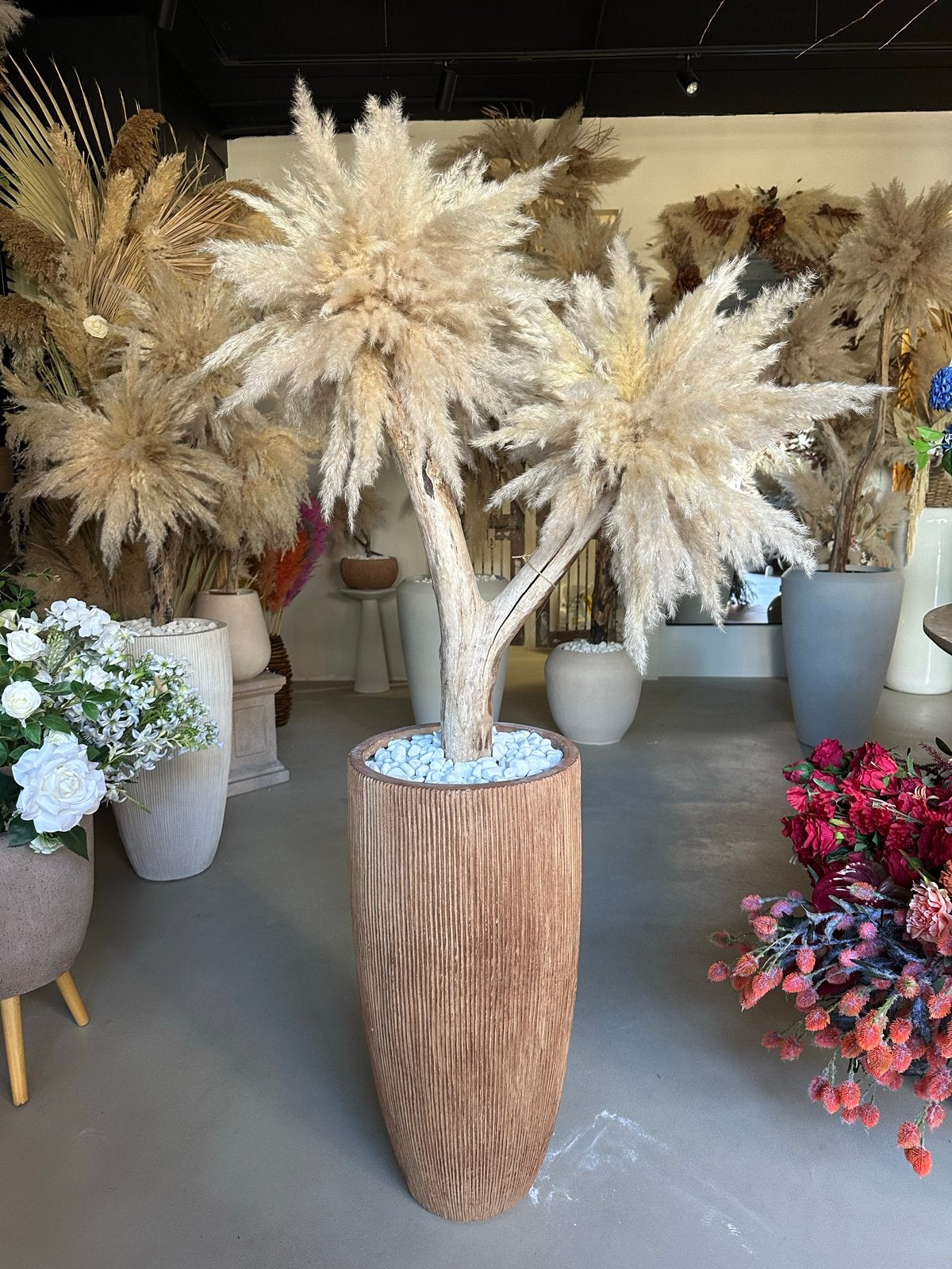 Handgemaakte Pampasboom - Pampas boom, Ophalen, Overige soorten, Halfschaduw, In pot