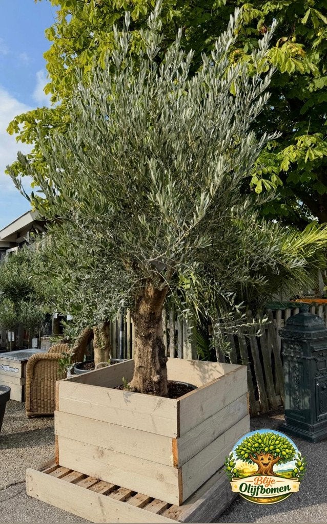 Olijfboom met grillige stammen nu te koop (Olijfbomen), Bloeit niet, 100 tot 250 cm, Olijfboom, Ophalen