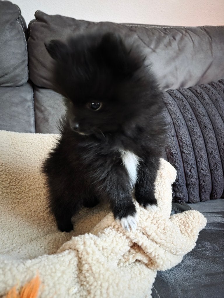 Pommeriaan Pups, Parvo, Keeshond, Reu, 8 tot 15 weken
