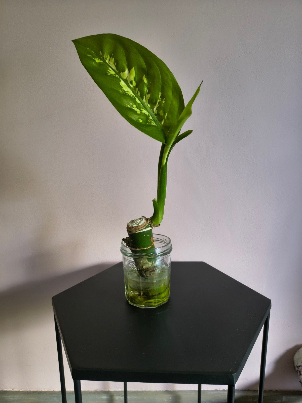 Dieffenbachia 'Tropic Snow' stekje - Goed geworteld, Ophalen, Overige soorten, Halfschaduw, Minder dan 100 cm