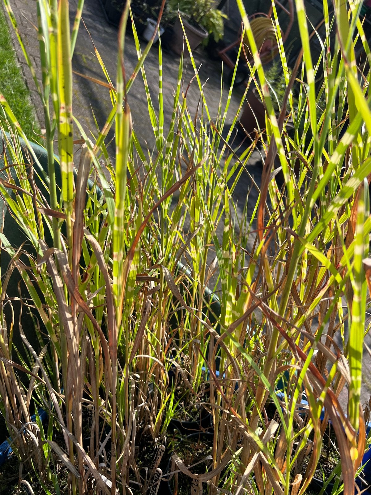Zebragras (Miscanthus sinensis 'Zebrinus') - €2 per pot, Ophalen of Verzenden, Vaste plant, Siergrassen, Volle zon