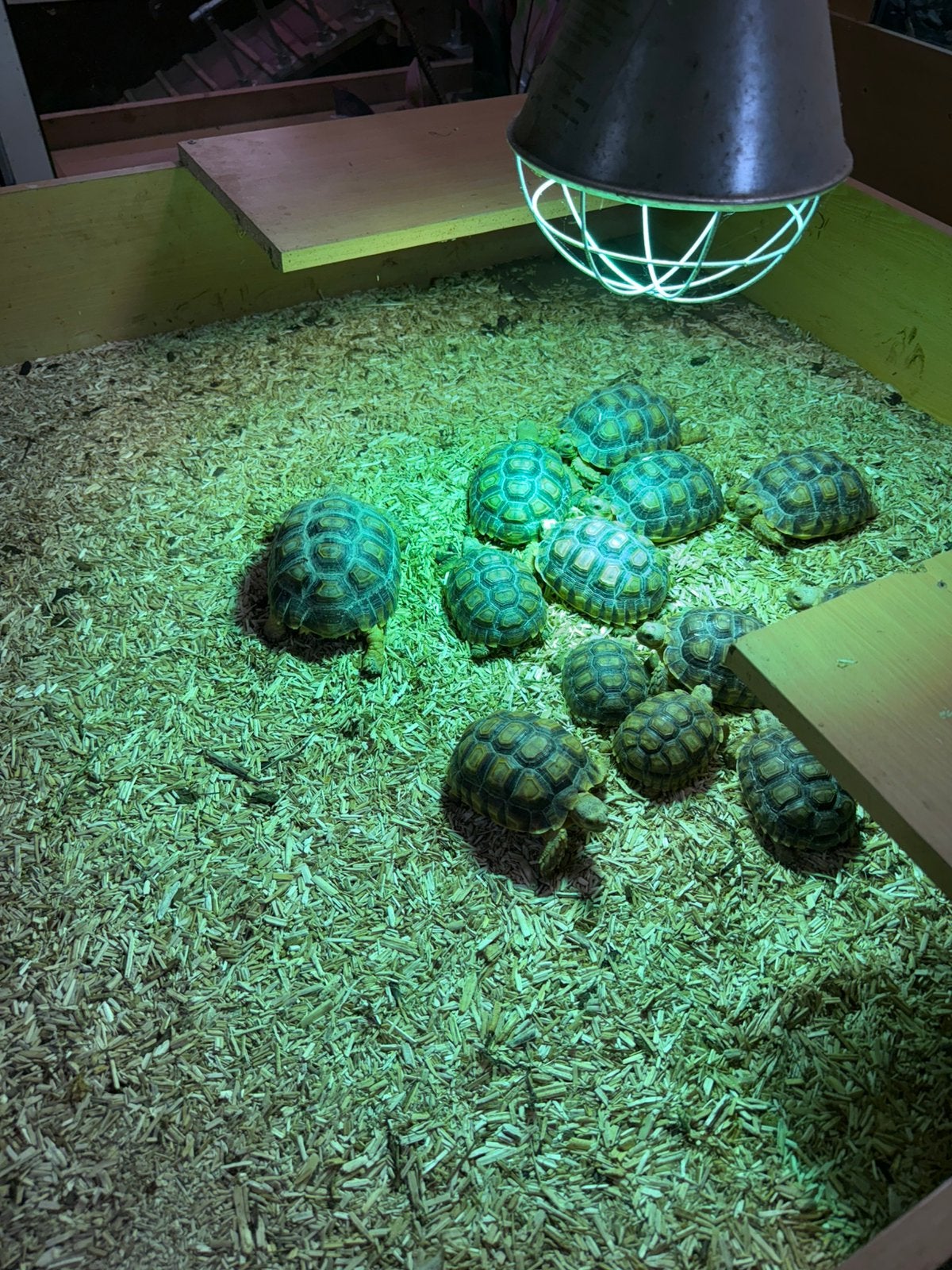 Sulcata schildpadden te koop. 2026-2025-2024, Schildpad, Tam, 0 tot 2 jaar