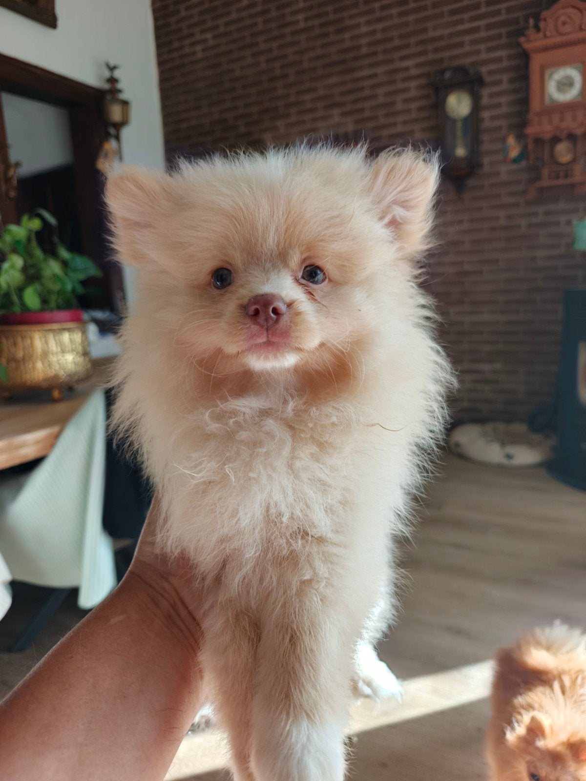 Super lieve pomeriaantjes pups reutjes, Keeshond, 8 tot 15 weken, Meerdere, Meerdere dieren