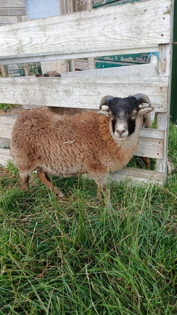 Ouessant ram, Dieren en Toebehoren, Schapen, Geiten en Varkens, Mannelijk, Schaap