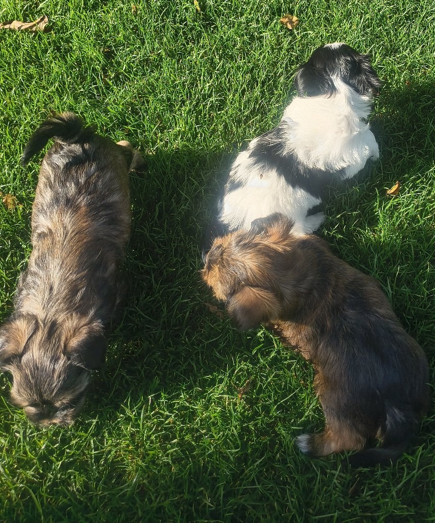 Boomer pups verharen niet/nauwelijks in huis opgegroeid., Overige rassen, 8 tot 15 weken, CDV (hondenziekte), Meerdere