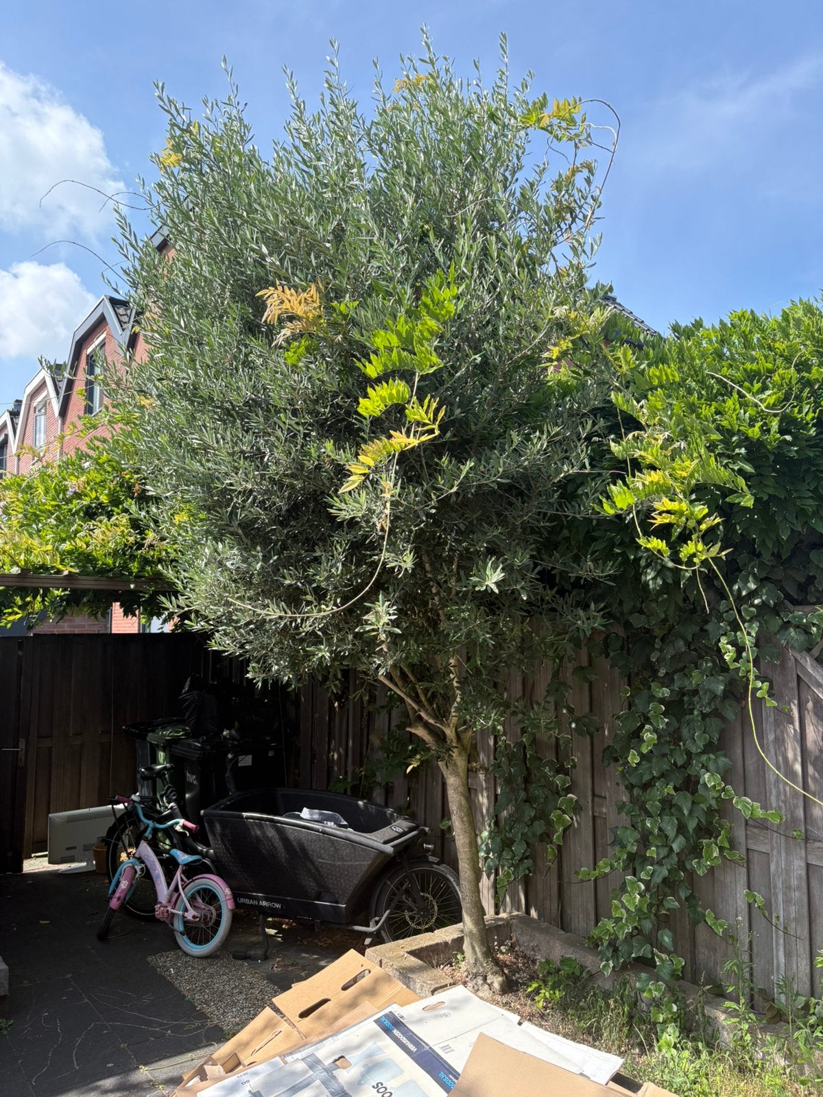 Grote olijfboom!, Bloeit niet, 100 tot 250 cm, Olijfboom, Ophalen