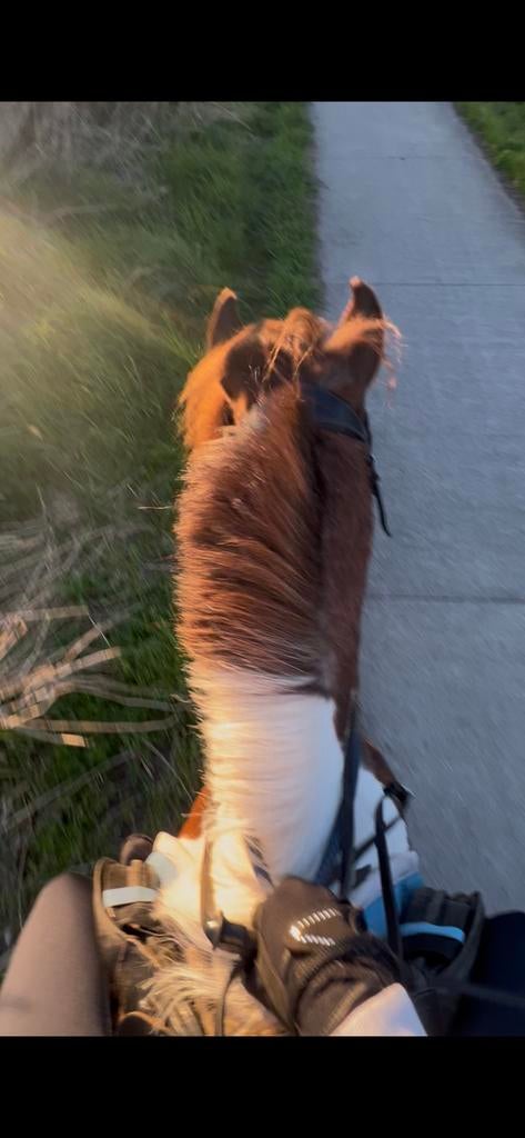 Verzorgpony/paard gezocht, Dieren en Toebehoren, Ophalen of Verzenden, Zo goed als nieuw