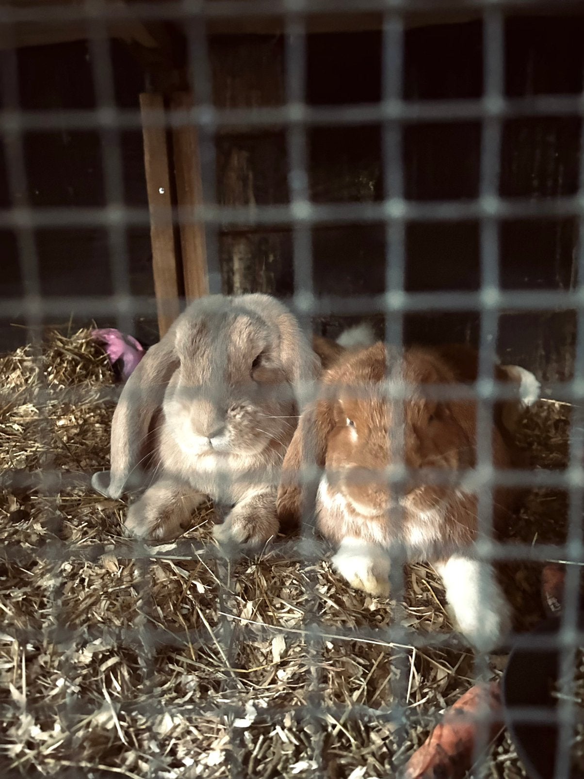 2 Super lieve Franse hangoor voedster, Vrouwelijk, Groot, Hangoor, 0 tot 2 jaar