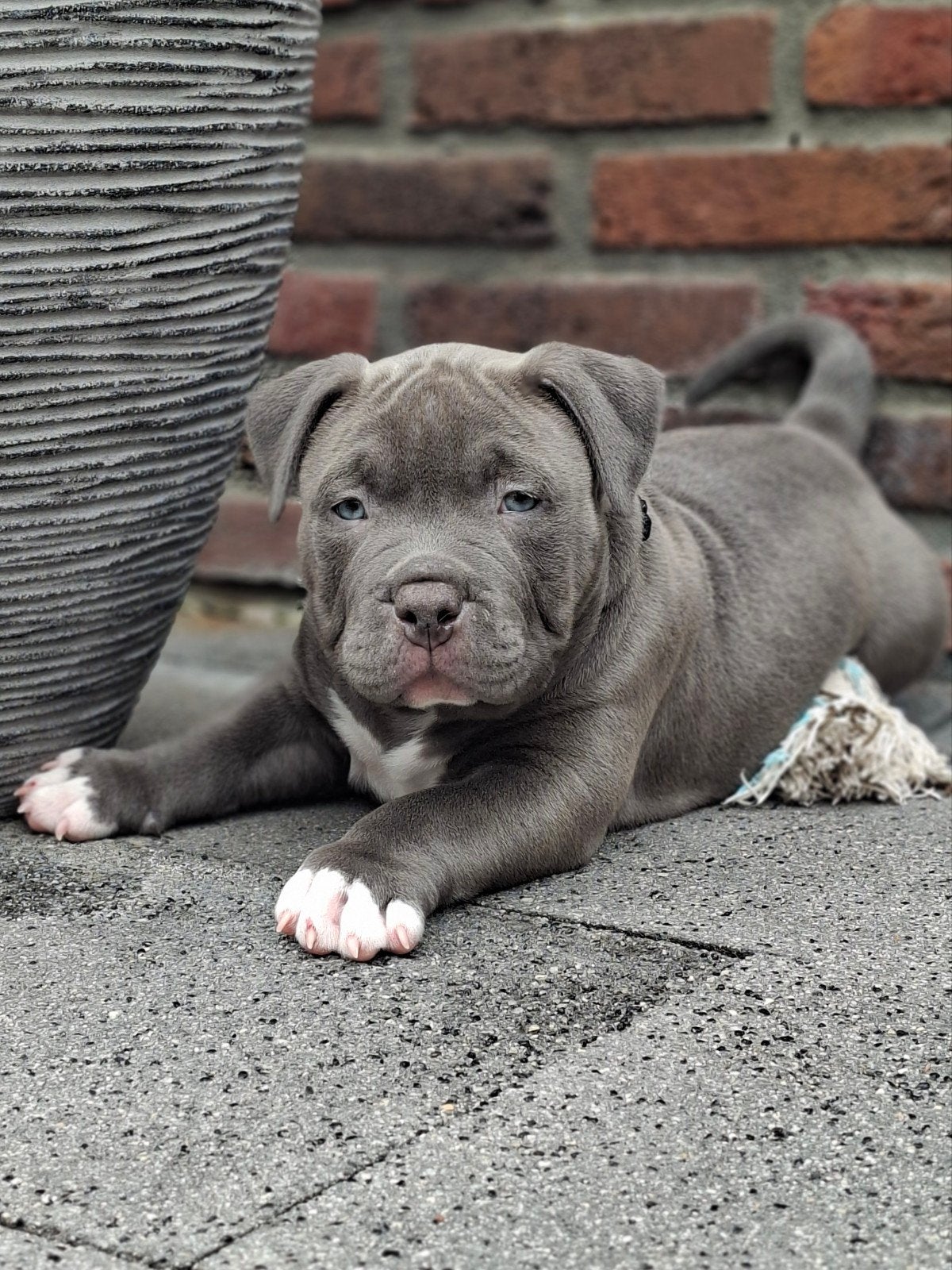 American pocket bully puppies mogen het nest verlaten, Dieren en Toebehoren, 8 tot 15 weken, Bulldog, Meerdere, Meerdere dieren