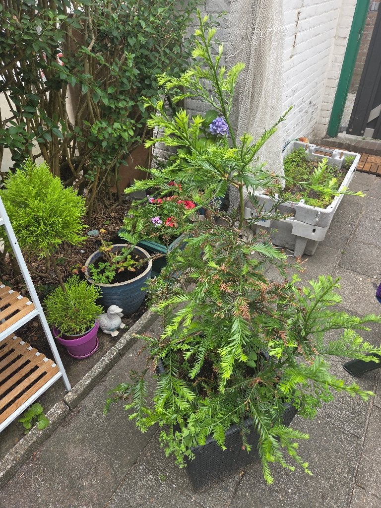 Sequoia boom (mammoetboom) te koop, Ophalen, Volle zon, Overige soorten