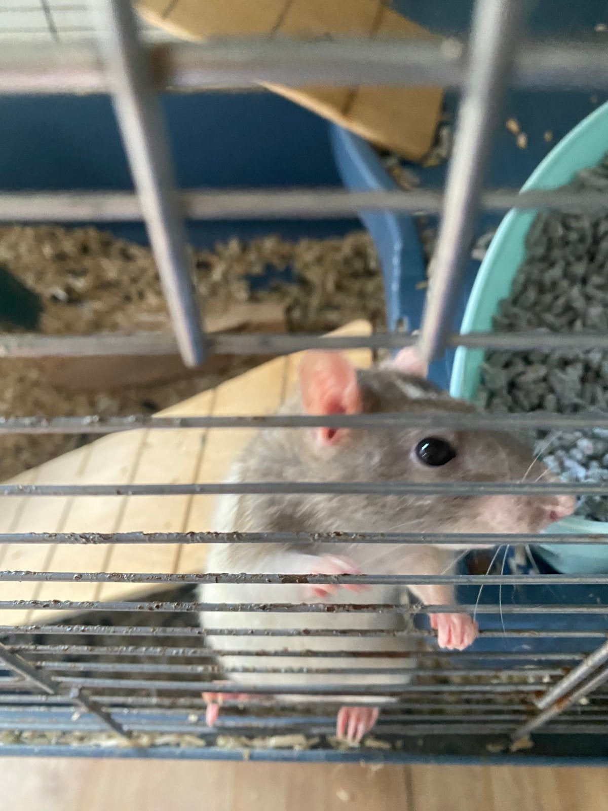 Gratis tamme rat, Dieren en Toebehoren, Rat, Vrouwelijk, Tam, Oktober
