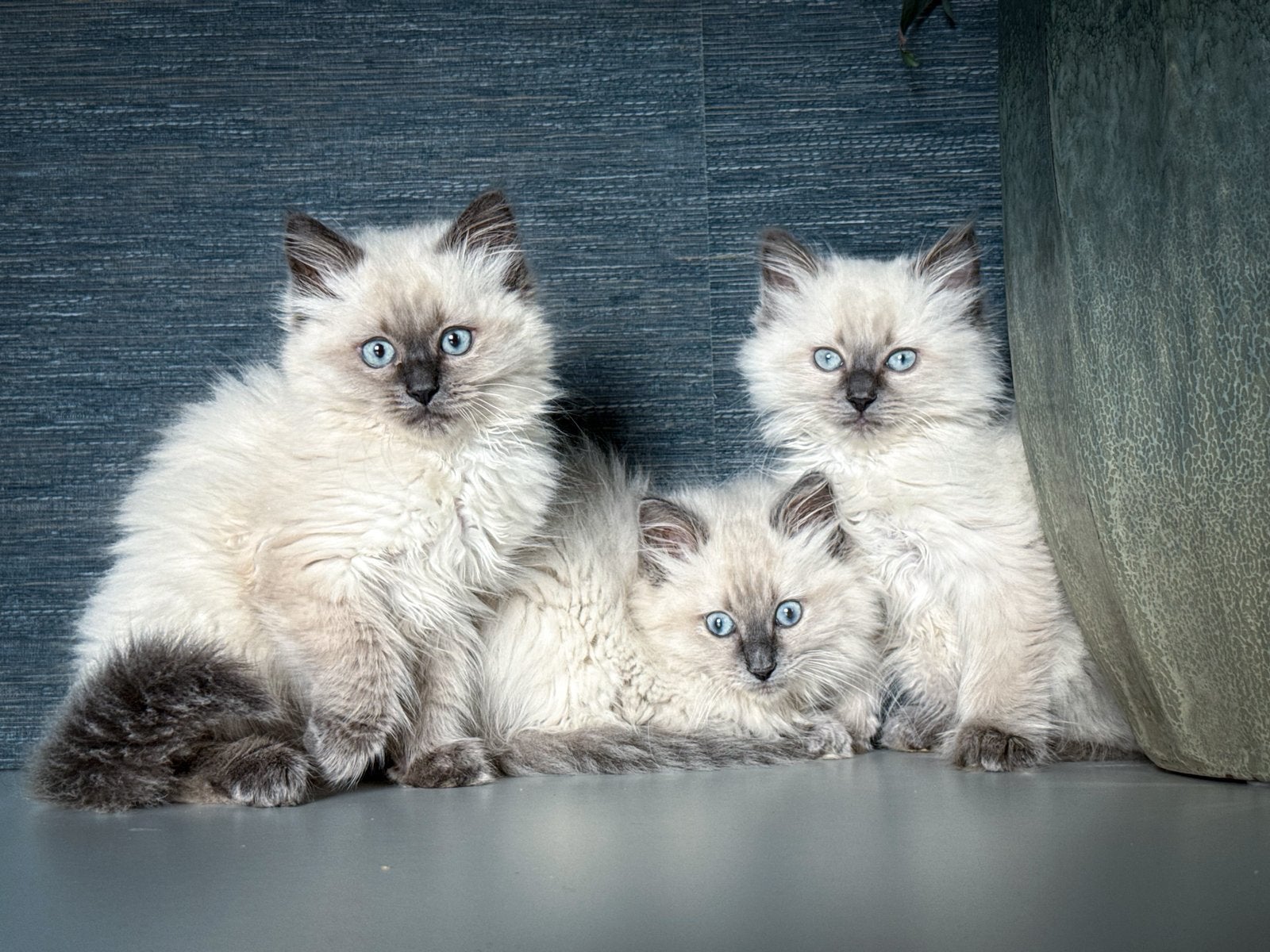 Lieve blue point Ragdoll kittens, Meerdere dieren, Gechipt, 0 tot 2 jaar