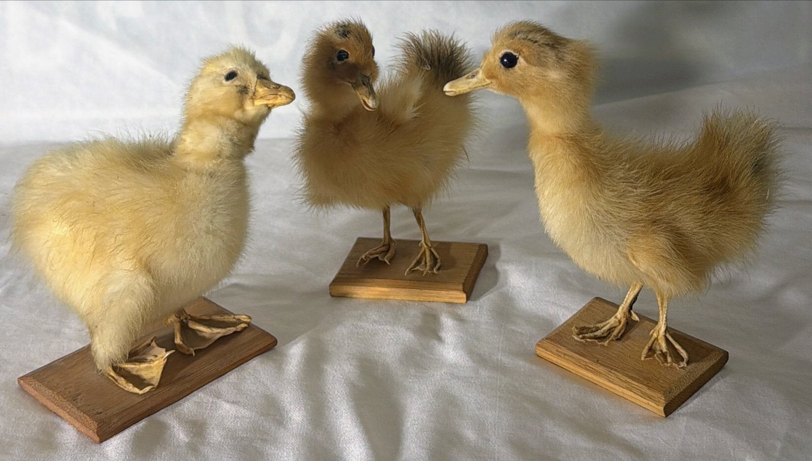 3 🐥kuikens🐤🐤🐤, Ophalen of Verzenden, Opgezet dier