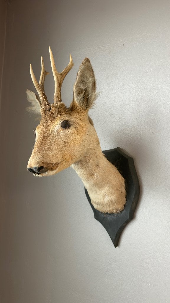 Hertenkop 2, Verzamelen, Ophalen, Hert, Beeldje of Figuurtje