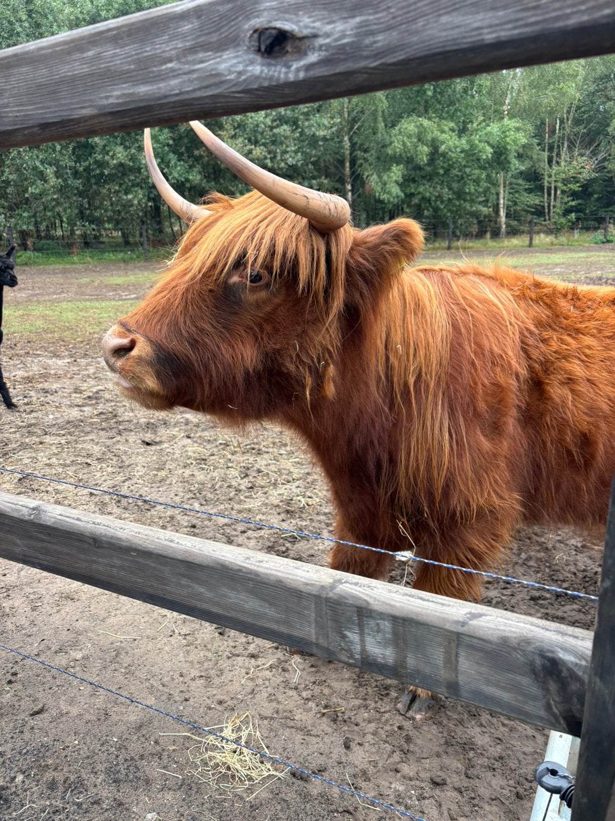 Handtam Hooglander  – 3  jaar oud, Vrouwelijk, 3 tot 6 jaar