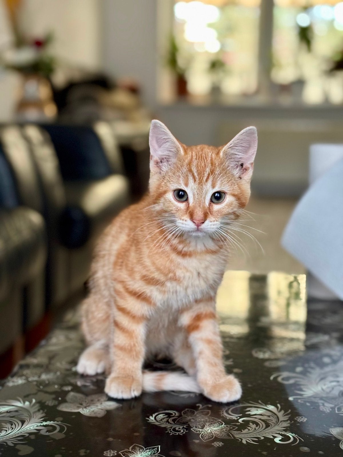 Kittens zwart & oranje, Dieren en Toebehoren, Katten en Kittens | Overige Katten, Meerdere dieren