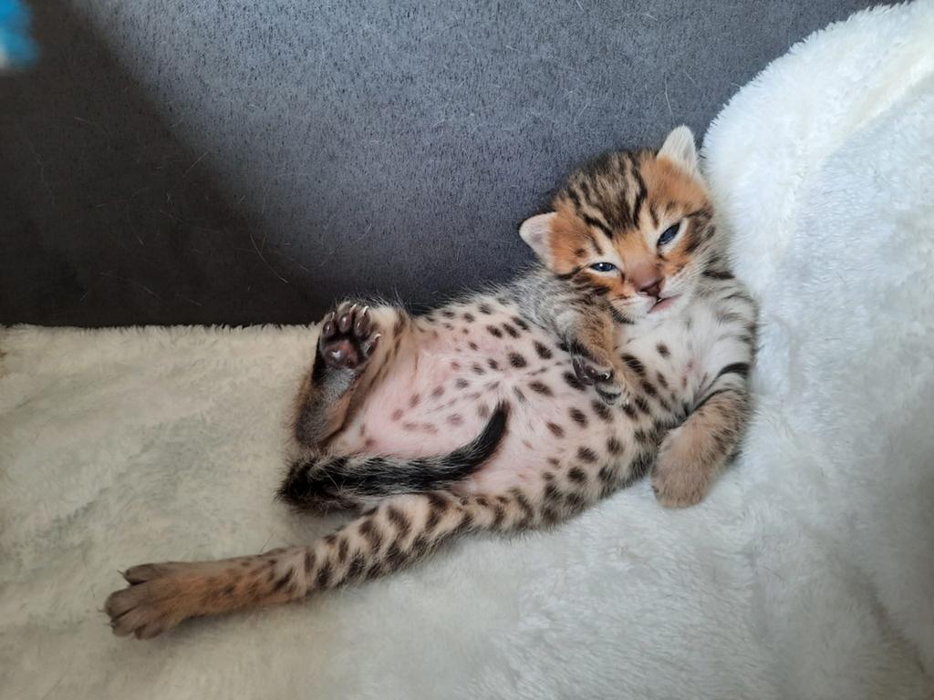 Prachtige Savannah Kittens (Ouders met Stamboom) - Nog 2!, Meerdere dieren, Ontwormd, 0 tot 2 jaar