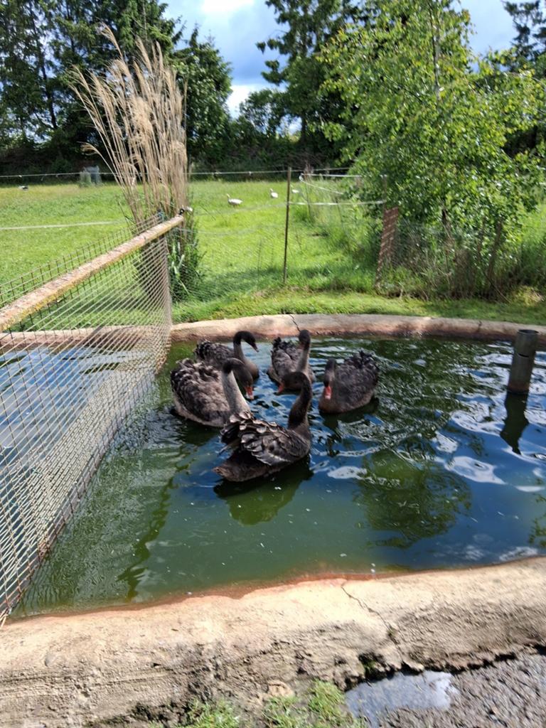 Zwarte en witte zwanen., Dieren en Toebehoren, Pluimvee, Meerdere dieren, Kip
