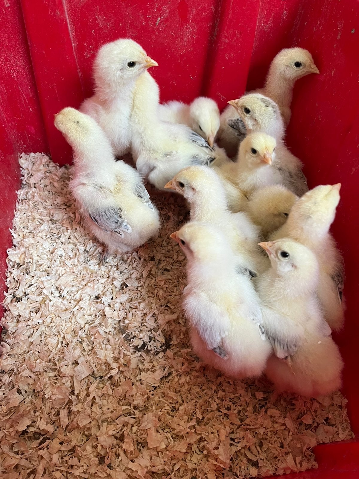 Brahma groot kuikens / hennen, Dieren en Toebehoren, Pluimvee, Vrouwelijk, Kip