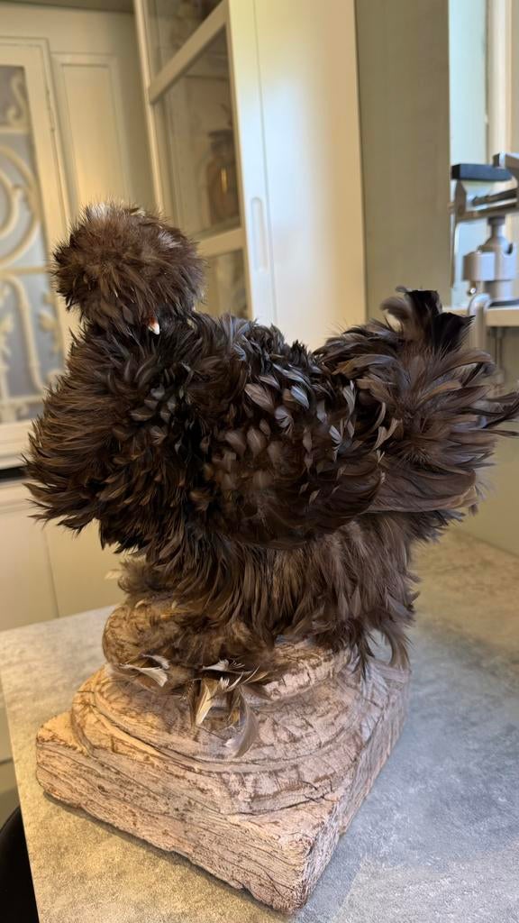 Opgezette krulzijdehoender, Ophalen, Vogel, Opgezet dier