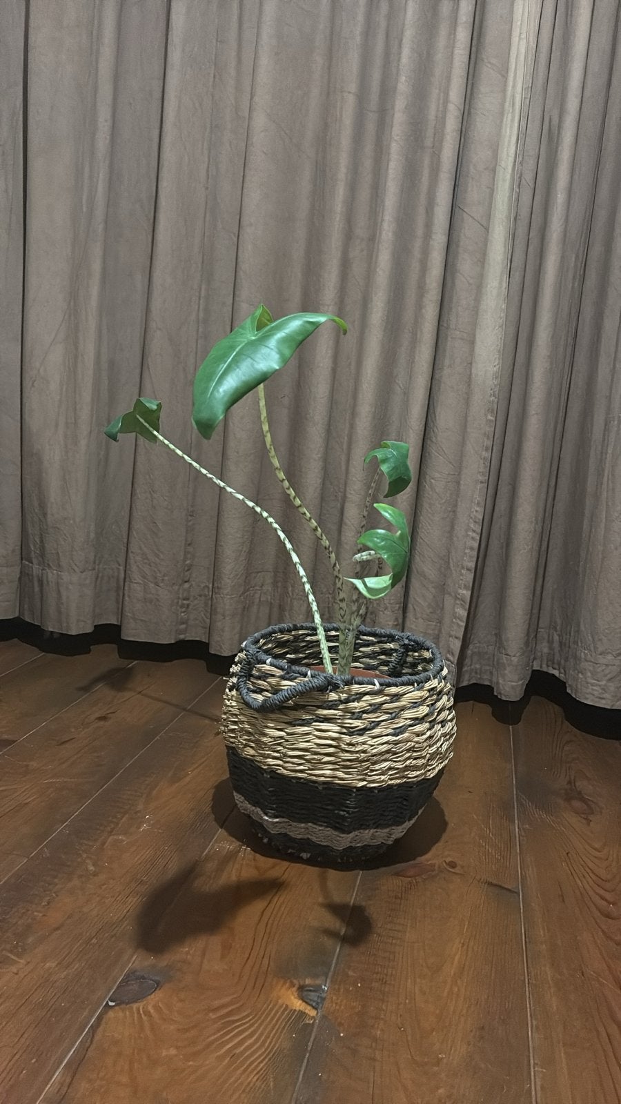 Alocasia Zebrina kamerplant in rieten mand, Ophalen, Groen, Zo goed als nieuw, Natuurlijk materiaal