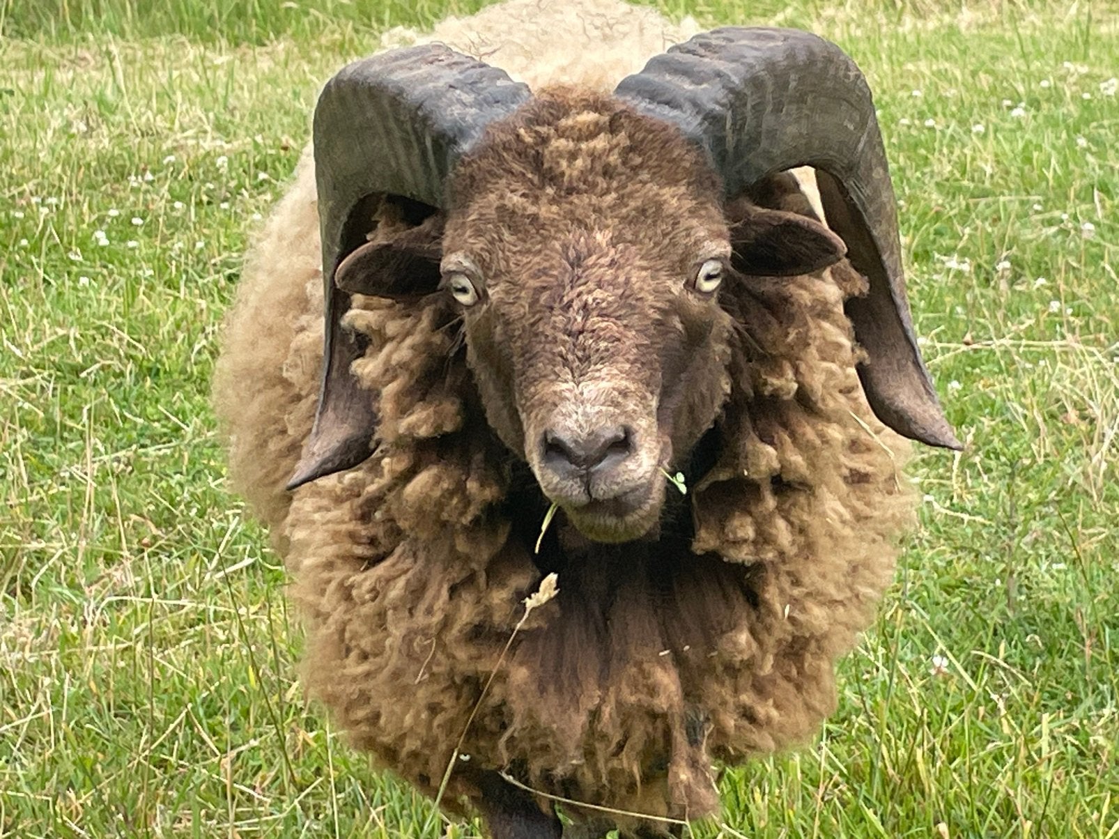 Te koop quessant ooien en rammen, Meerdere dieren, Schaap