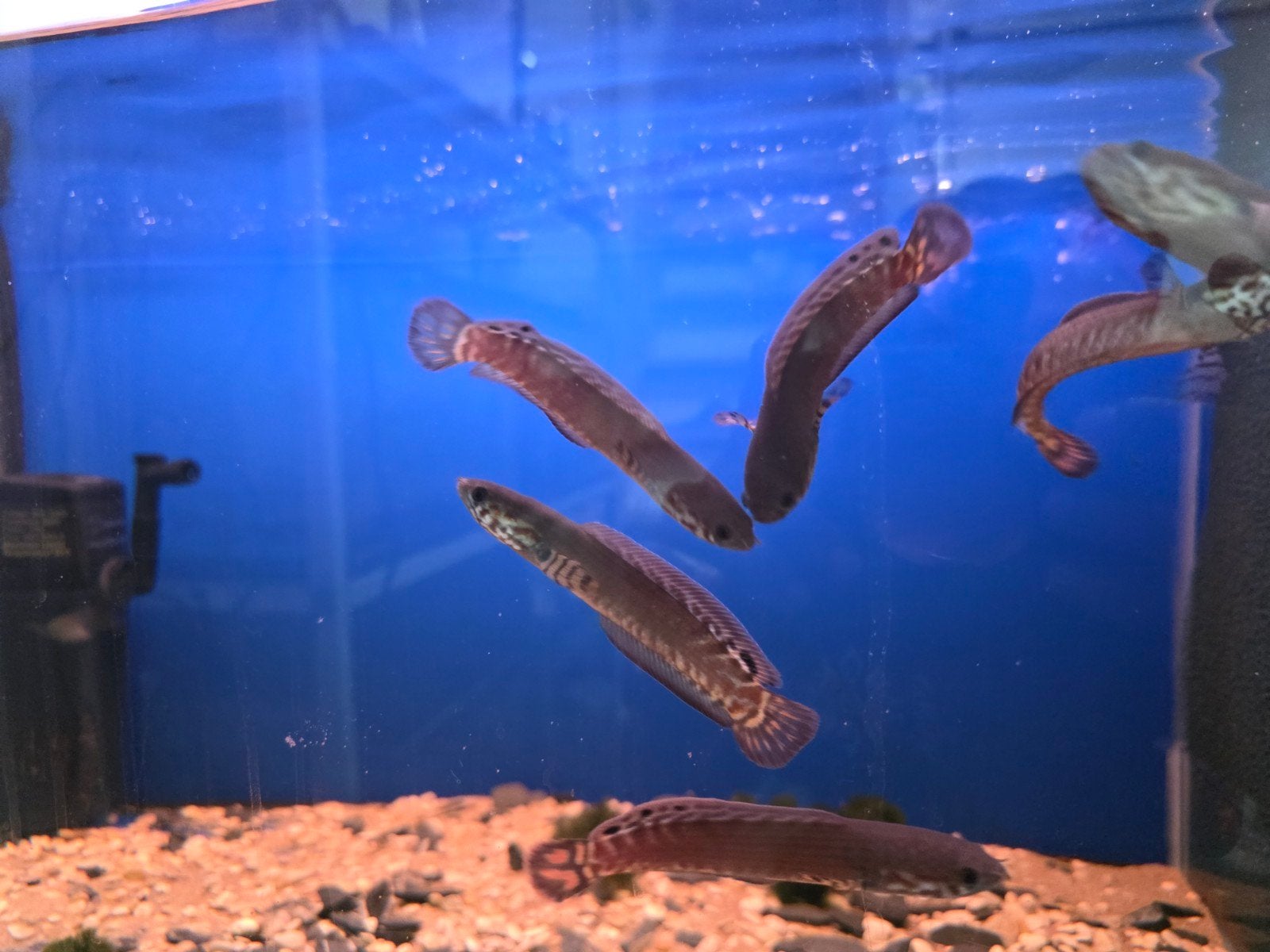 channa's aquariumvissen, Dieren en Toebehoren, Vissen | Aquariumvissen, Vis