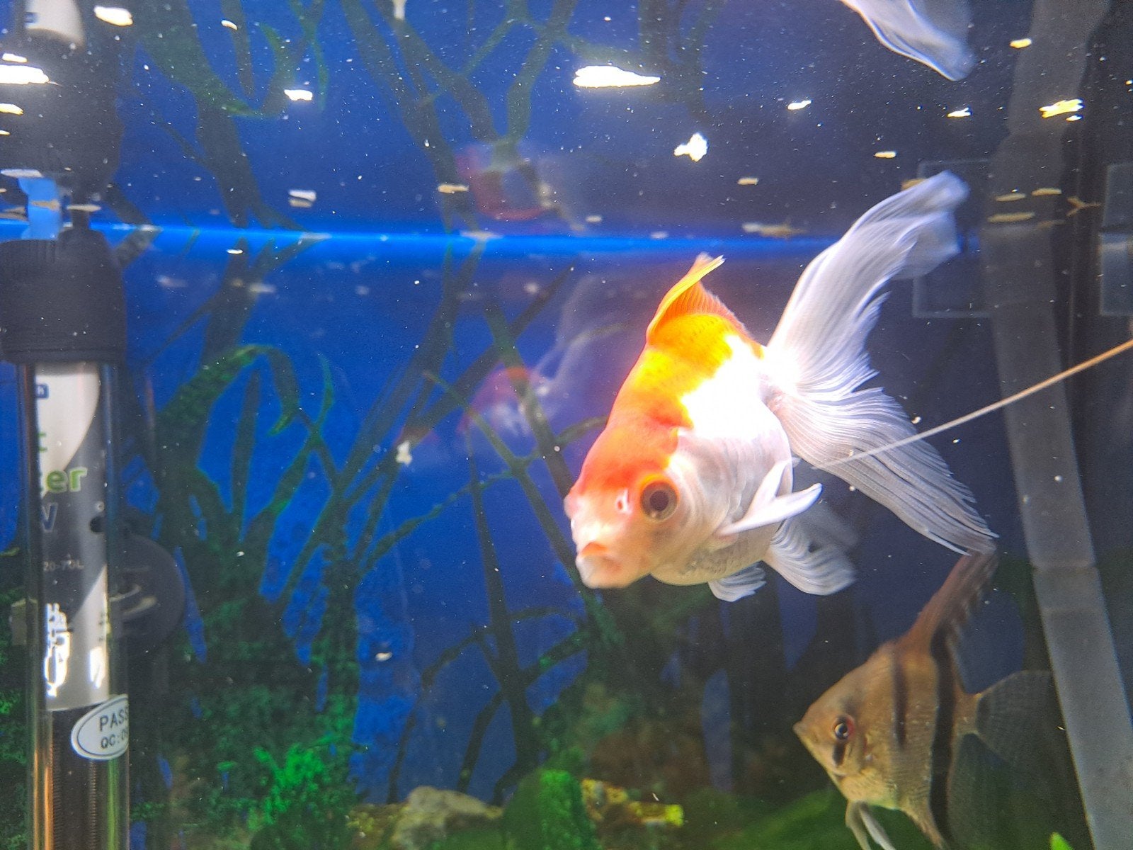 2 grote ( ongeveer  7 / 10 cm) goudvissen af te halen, Dieren en Toebehoren, Vissen | Aquariumvissen, Vis