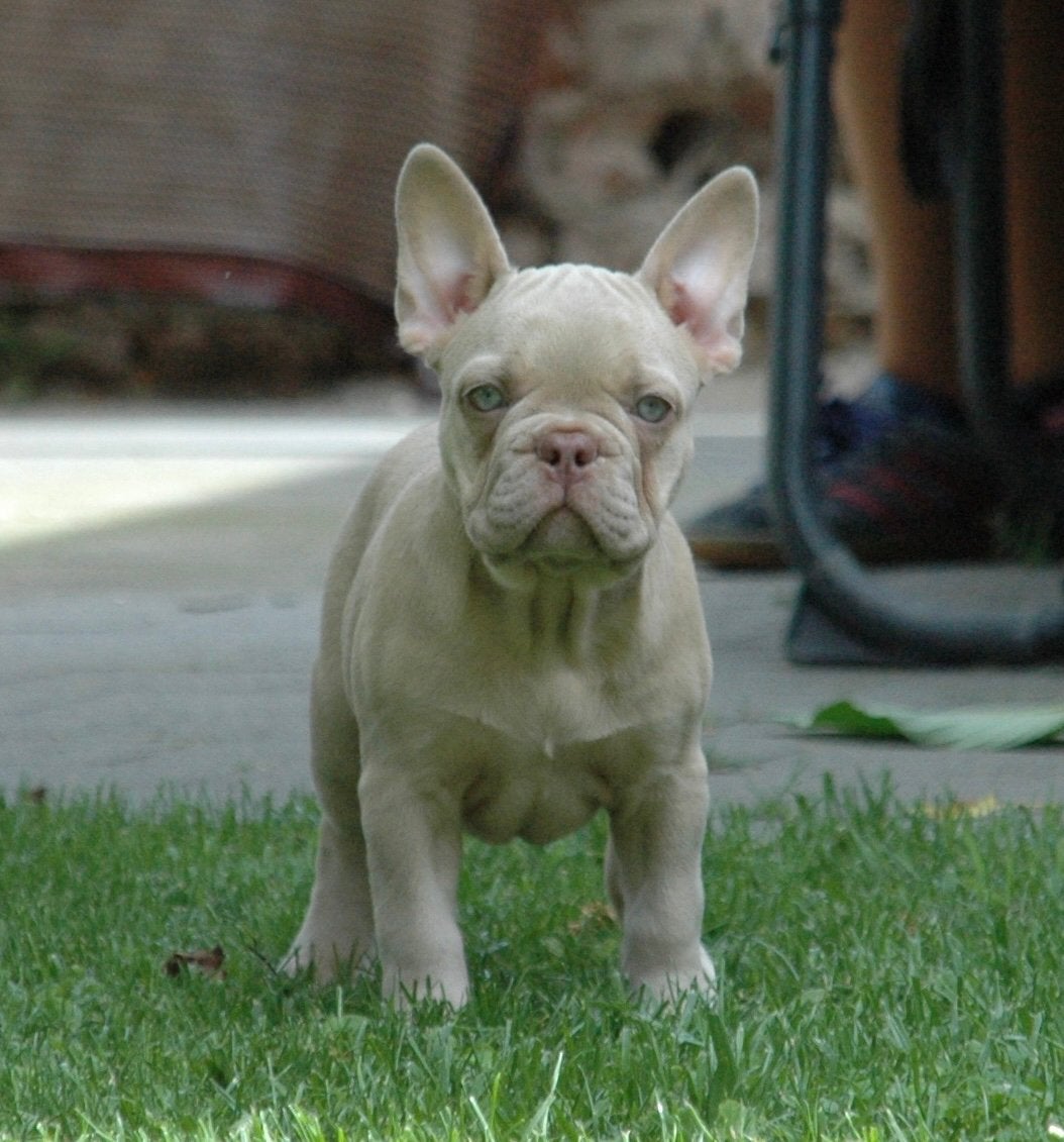Franse Bulldog pups, Dieren en Toebehoren, Honden | Bulldogs, Pinschers en Molossers, België, Particulier, 8 tot 15 weken, Parvo