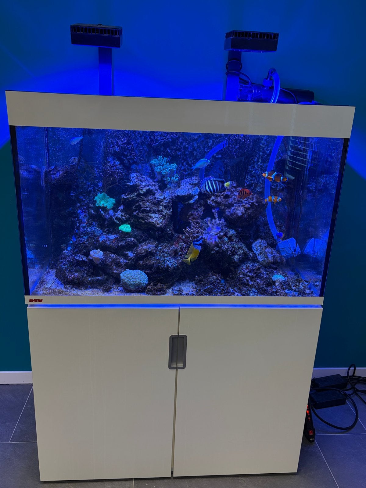 Zeeaquarium, Dieren en Toebehoren, Ophalen of Verzenden, Gevuld zeewateraquarium