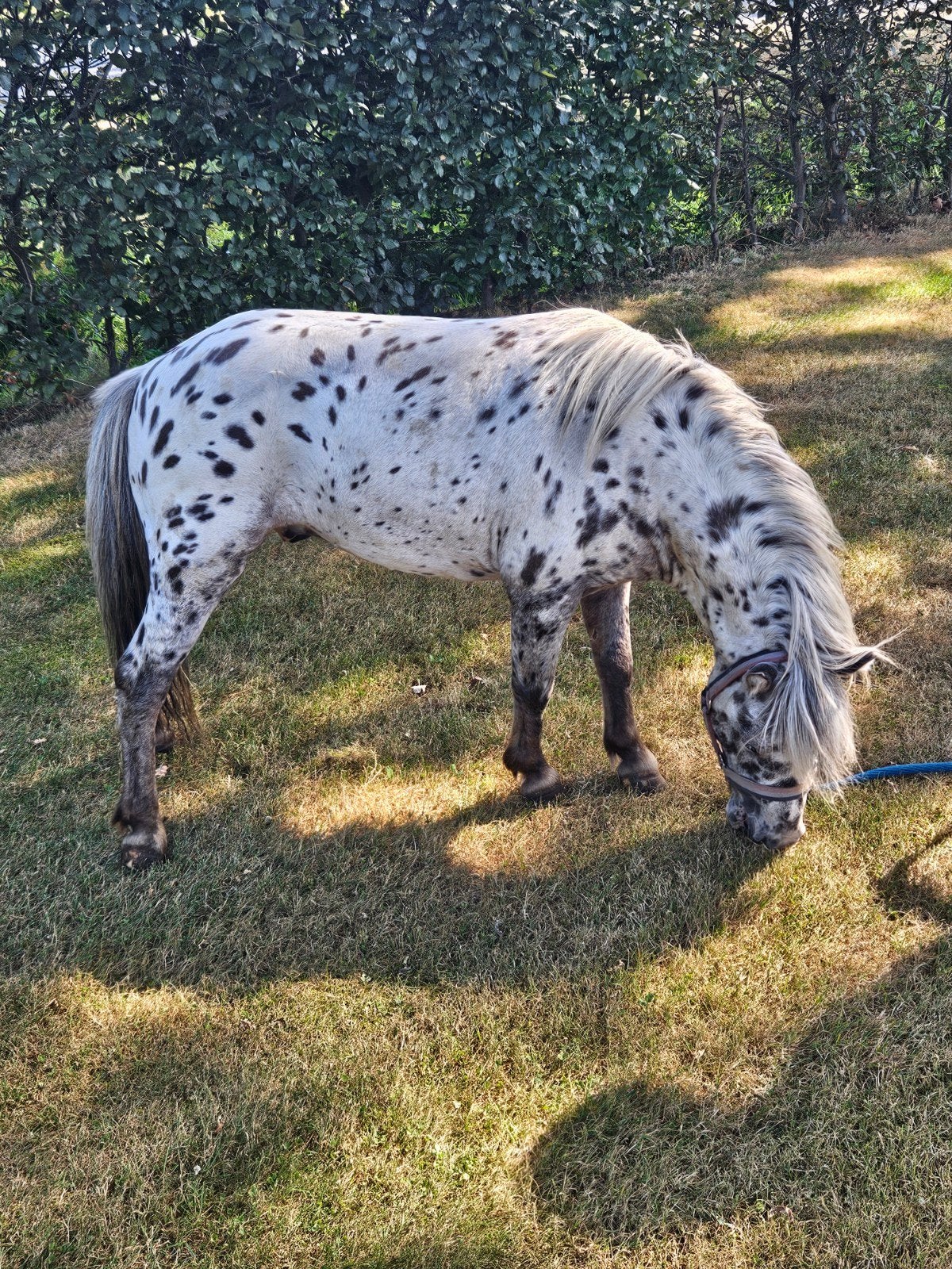 apart gestipte  dek hengst, Dieren en Toebehoren, Paarden en Pony's | Dekhengsten en Fokmerries, Hengst