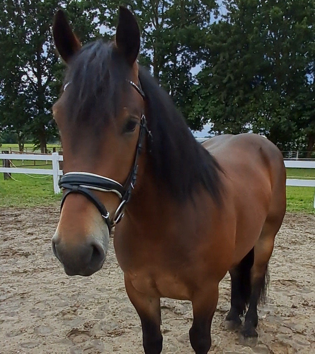 Hele knappe lieve brave koudbloed ruin, Ruin, Recreatiepaard, 3 tot 6 jaar