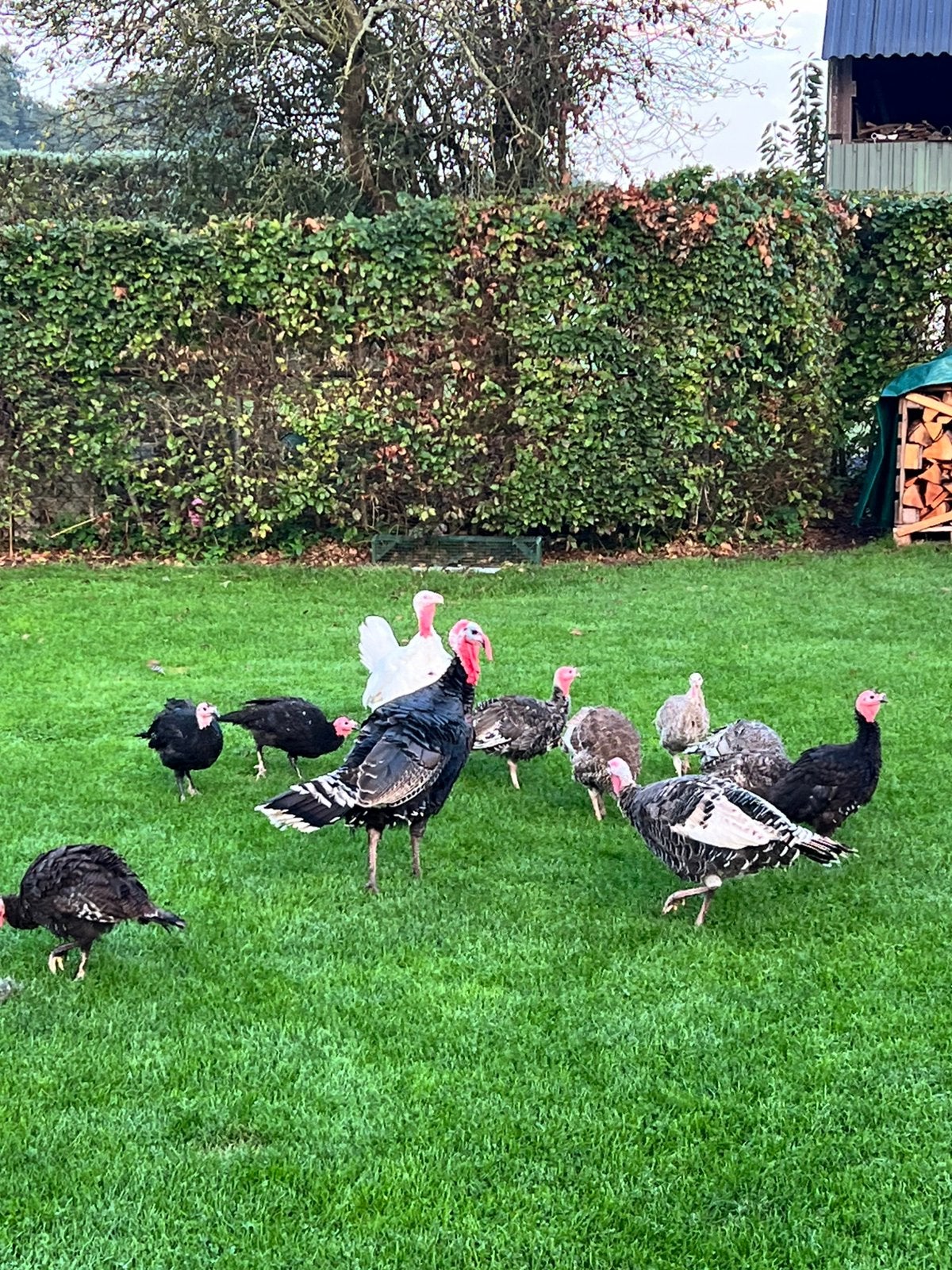 Kalkoenen, Meerdere dieren, Kalkoen