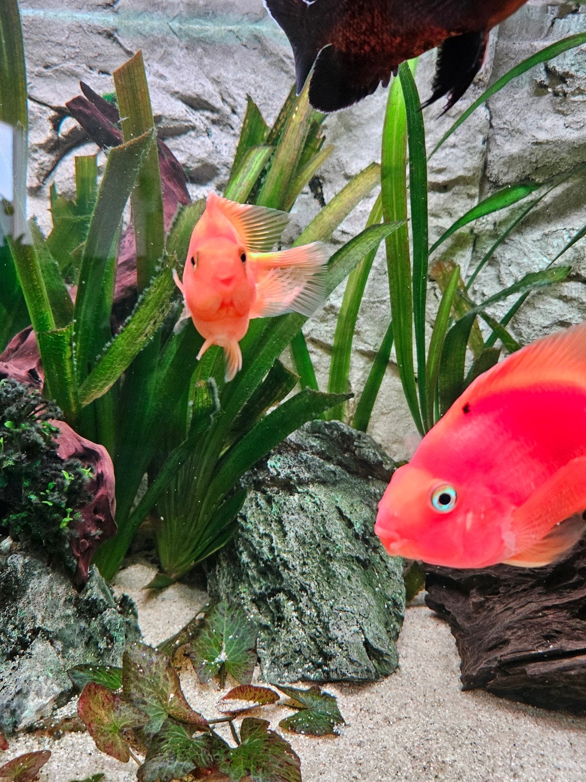 papegaai cichlide, Dieren en Toebehoren, Vis