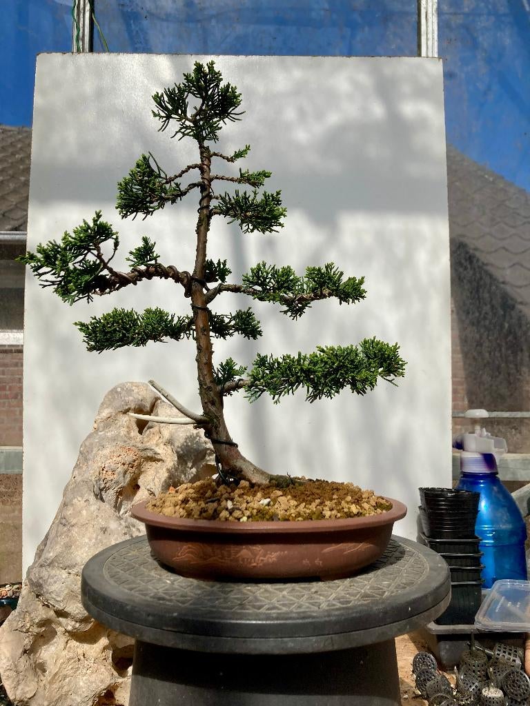 Bonsaï Jeneverbes (Juniperus), Ophalen of Verzenden, Overige soorten, Volle zon